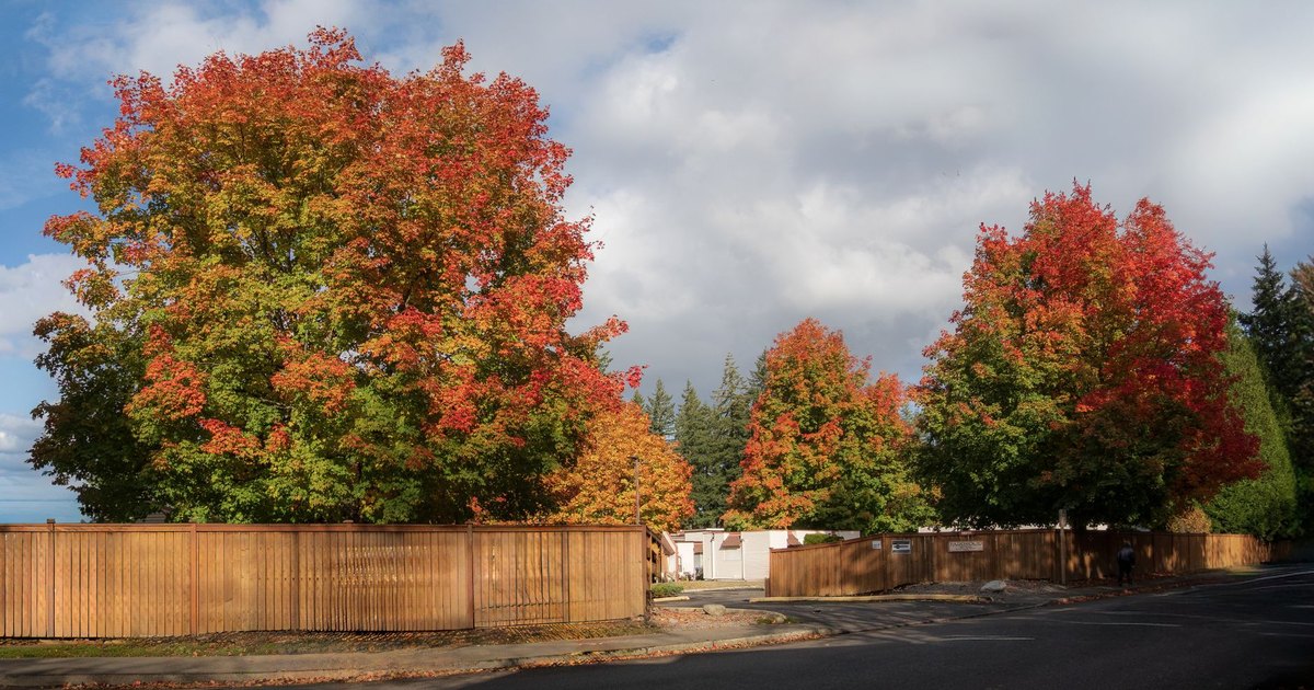 Washington HOA Board Elections and Removal: RCW 64.90.518 and .520